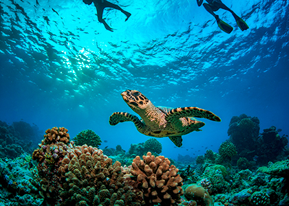 Havskildpadder i Seychellerne